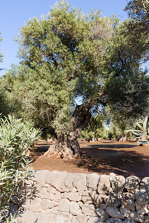 Ancient olive trees, Masseria san Domenico