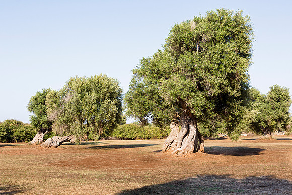 Ancient olive trees, Masseria san Domenico