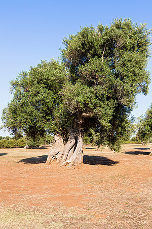 Ancient olive trees, Masseria san Domenico