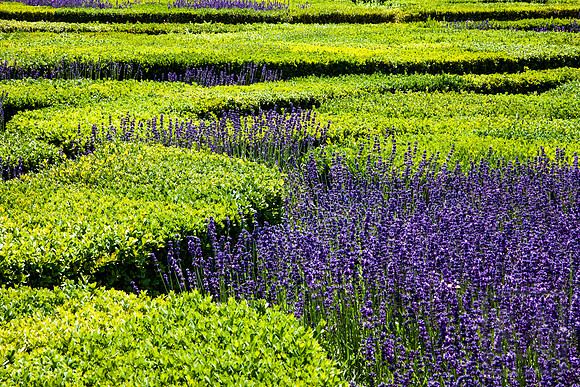 Lavender, Chateau Villandry