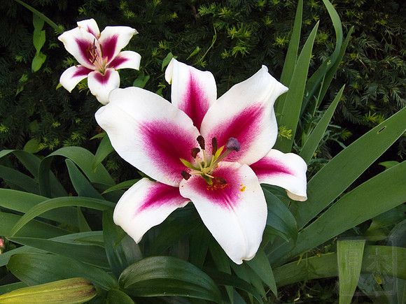 Northport, NY, Asian lily