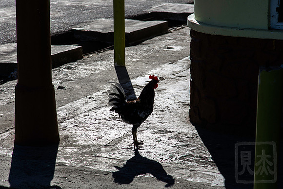 Rooster, St. Lucia