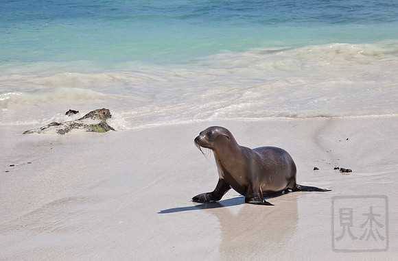Sea lion cub