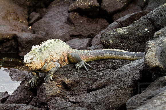 Marine iguana