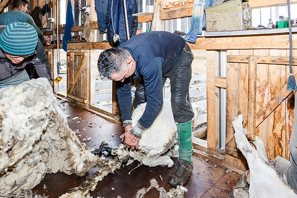 ...and by the relative scrawniness of the sheep underneath