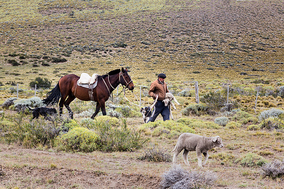 Gaucho herding sheep along Rio de las Chinas, Chile 0183