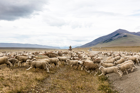 Gaucho and sheep