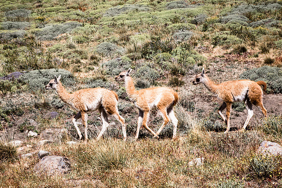 Three amigos