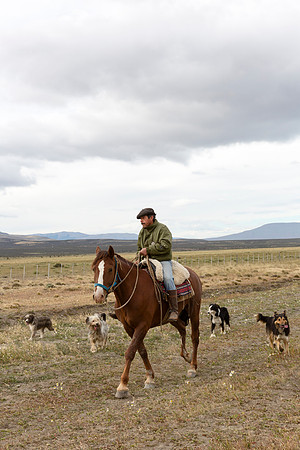 Gaucho and his dogs