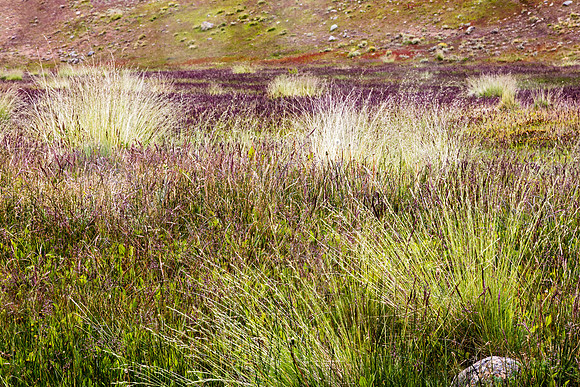Grassland