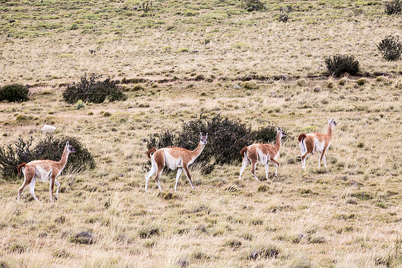 Guanacos