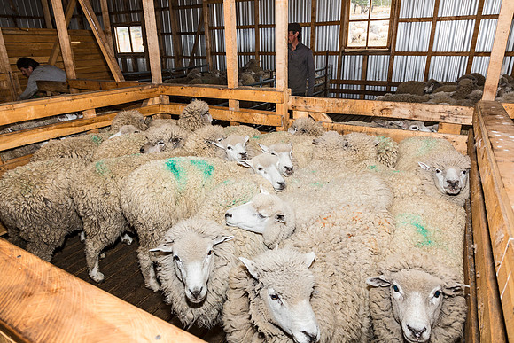 Sheep penned before shearing