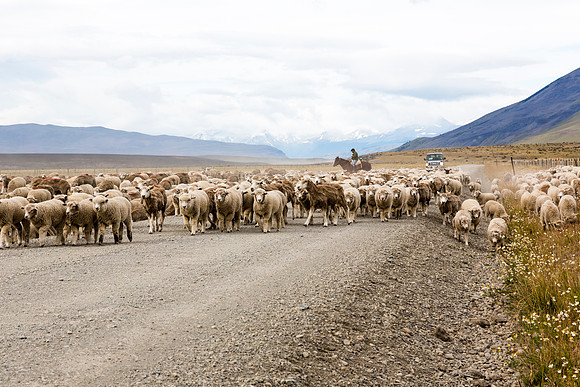 Sheep on Vega del Toro