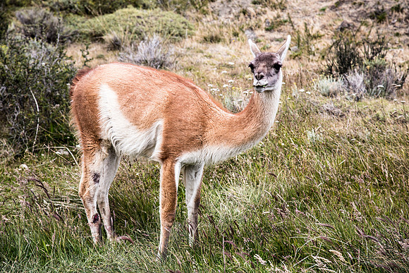 Guanoco, adult