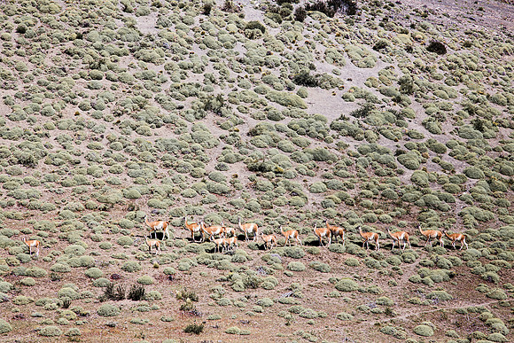 Herd of Guanacos on foothills of Torres del Paine