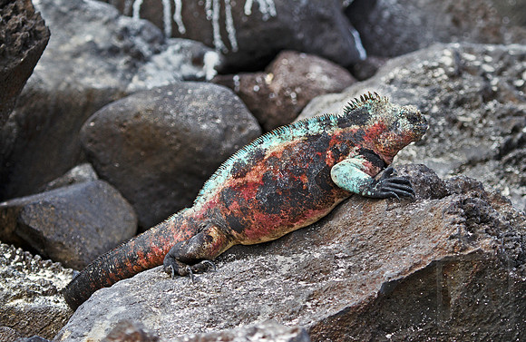 Christmas marine Iguana