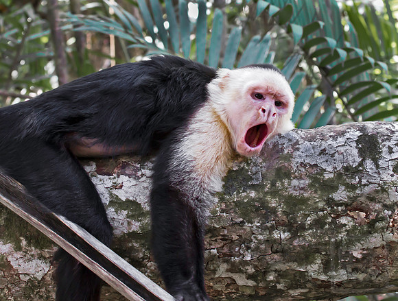 Capuchin Monkey, Costa Rica