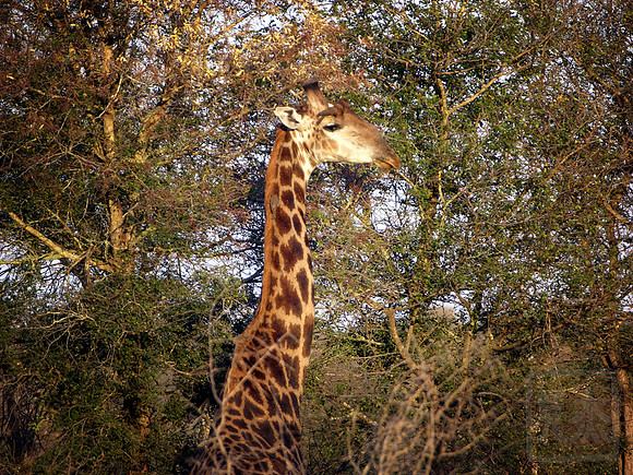 Giraffe, Kruger Park