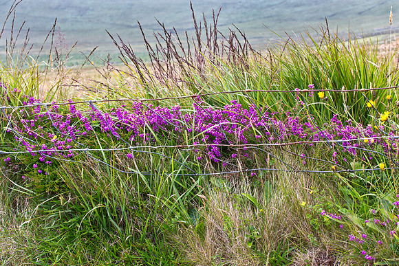 Along path, Skellig Ring, Co. Kerry