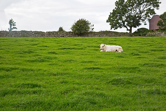 Cow in grass, Ireland
