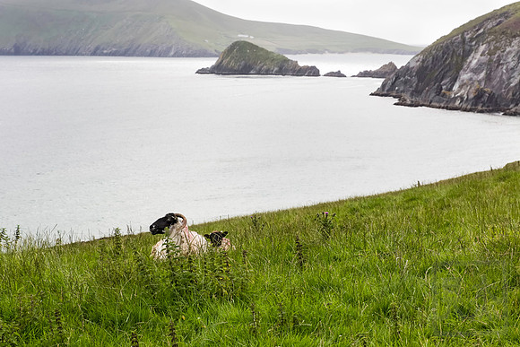 Ram and kid, Blastket Islands, Ireland