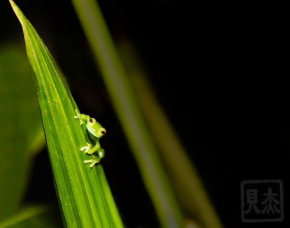 Baby red-eyed frog, Costa Rica