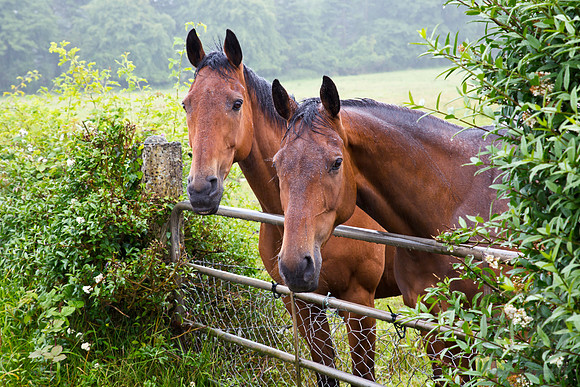 Horses, Northern Ireland