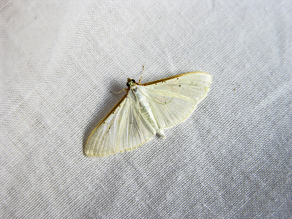 Moth on a Cloth, Leros, Greece
