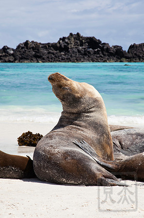 Sea lion sunning