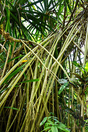 Mangrove, St. Lucia