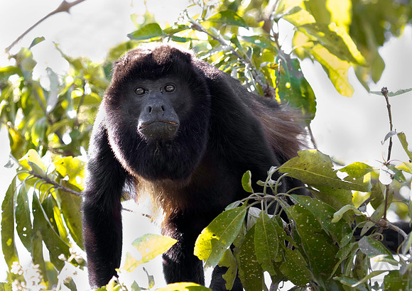 Howler Monkey, adult male