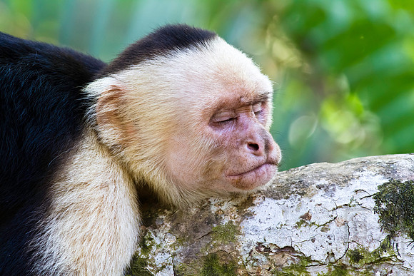 Capuchin monkey asleep, Costa Rica