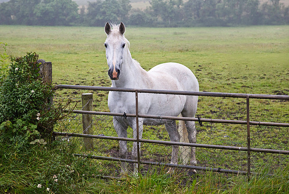 White horse, Northern Ireland